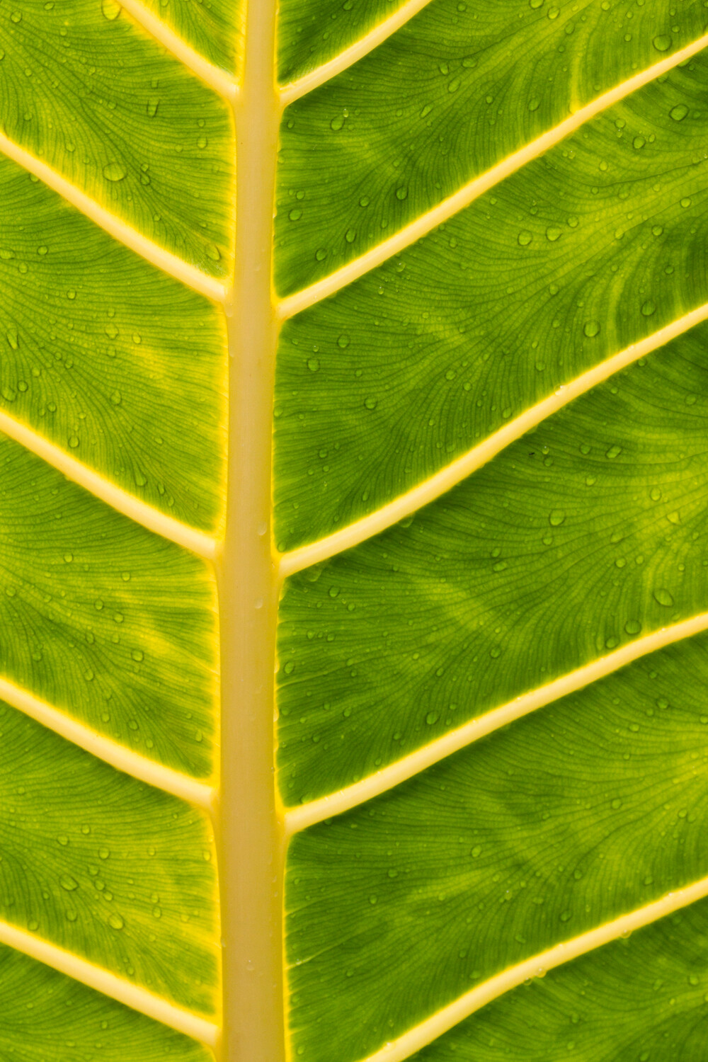 Image: 90mm, 1/160 sec, f/9.0, ISO 320