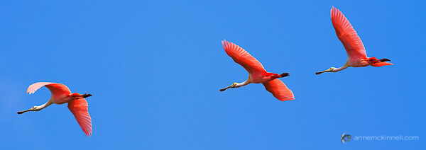 Roseate Spoonbills in Flight by Anne McKinnell