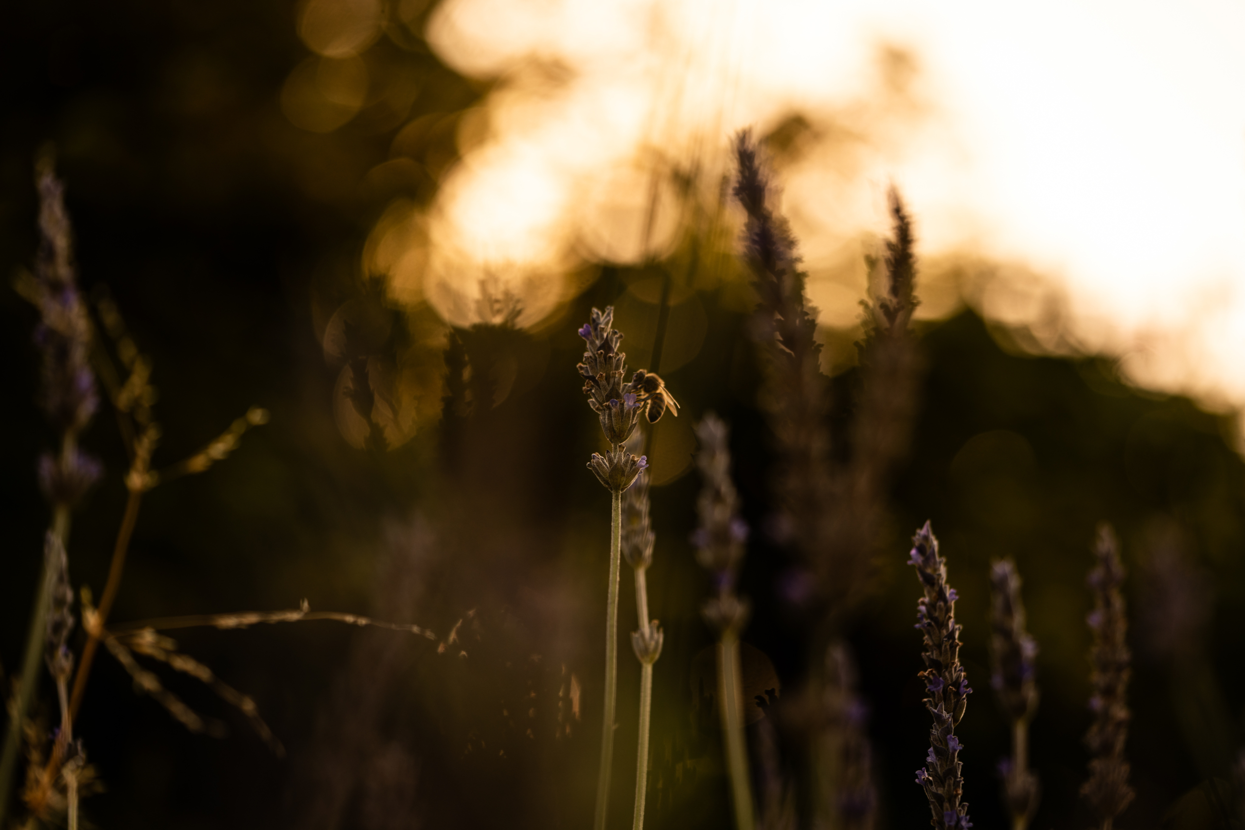 Patience and Photography