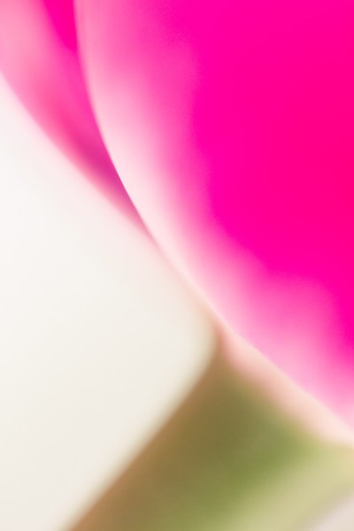 flower macro photography tulip pink and green