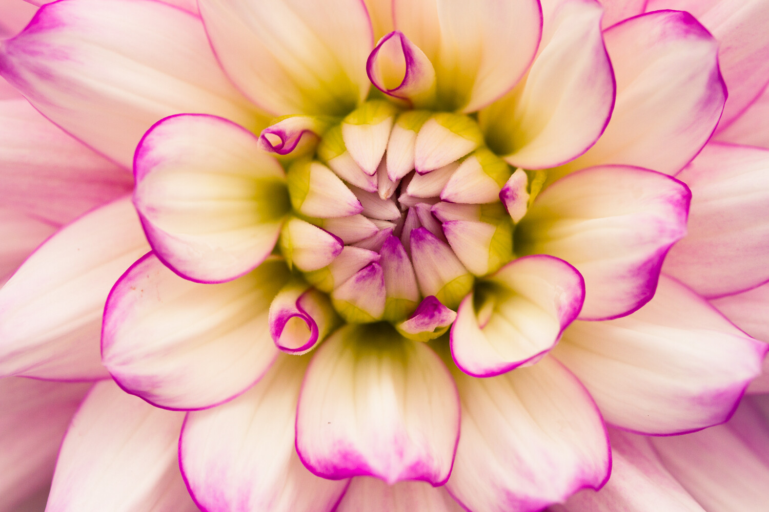 flower macro photography dahlia symmetry