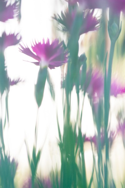 flower macro photography chaos in composition