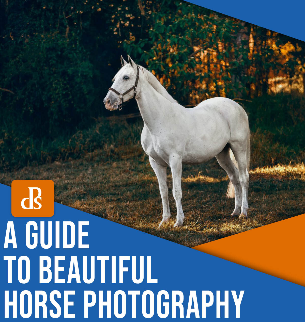 A guide to beautiful horse photography