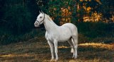 Horse Photography: 10 Tips for Amazing Equine Images