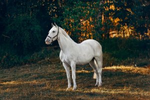 Horse Photography: 10 Tips for Amazing Equine Images