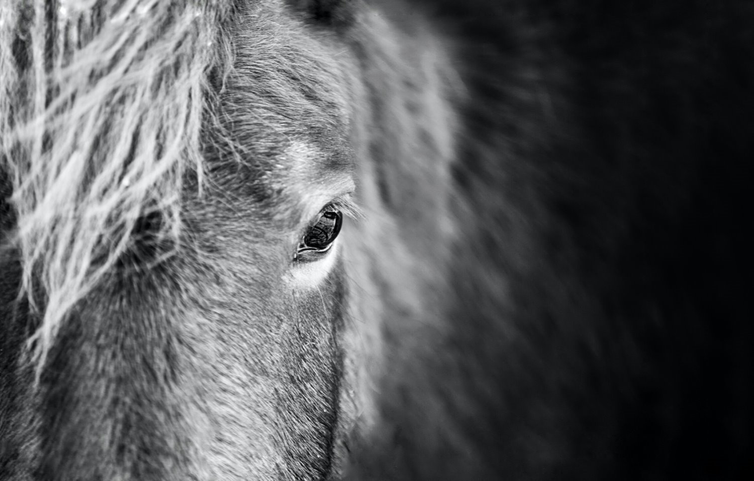 Horse photography