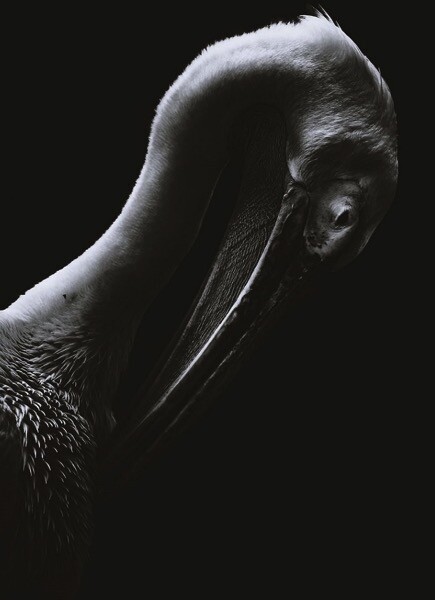 rikaguite_486072_compressed.jpeg still life photography mistakes