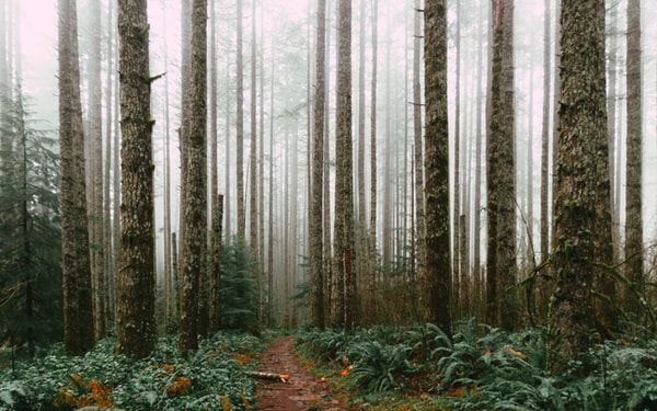 How to Choose a DSLR Camera