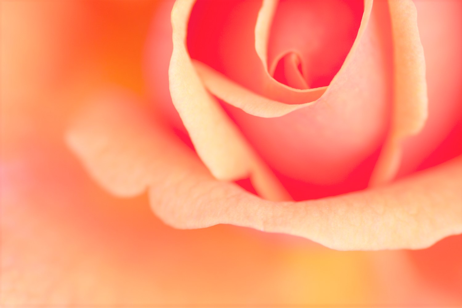 learning about exposure overexposed rose