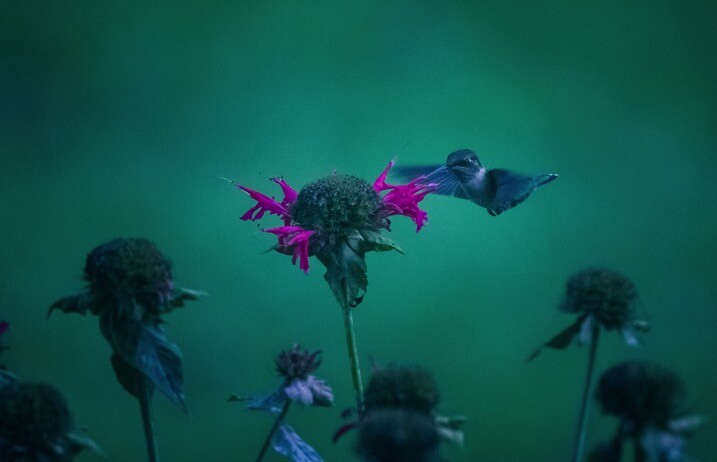 mega-article-humingbird.jpg Mega article humingbird - The dPS Absolute Beginner’s Guide to Photography