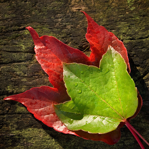 Things I've Learned About Photography