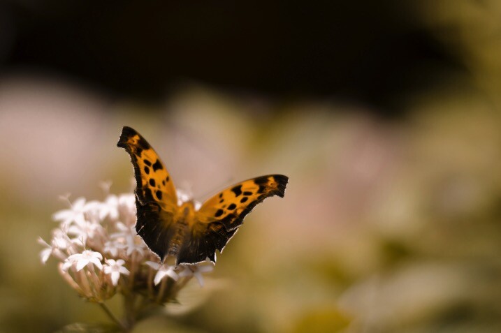 thirds-no-overlay.jpg Thirds no overlay - The dPS Absolute Beginner’s Guide to Photography