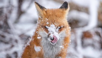 The Ultimate Guide to Wildlife Photography (+ 10 Expert Tips)